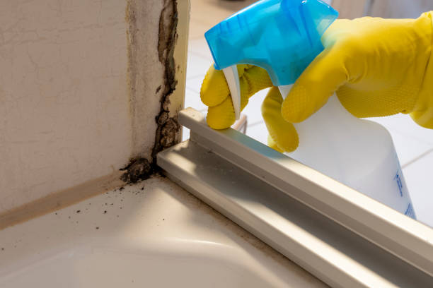 Office Mold Removal Services in Holtville, CA