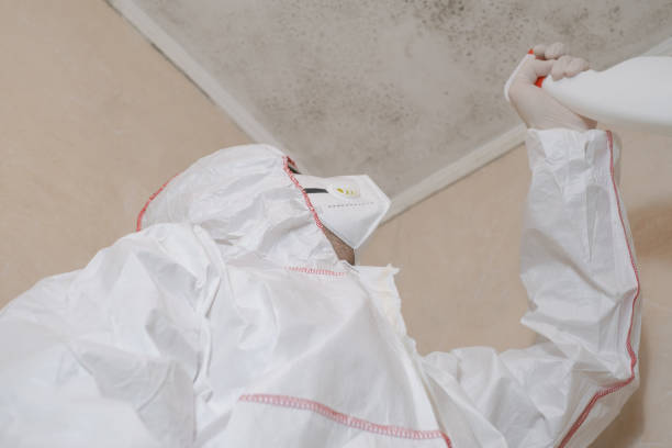 Best Mold Cleaning Services  in Holtville, CA