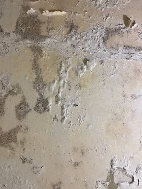 Best Emergency Mold Removal  in Holtville, CA