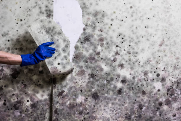 Professional Mold Removal in Holtville, CA